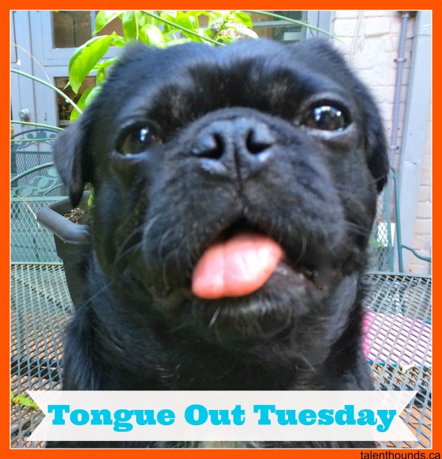 Kilo the Pug for TongueOutTuesday