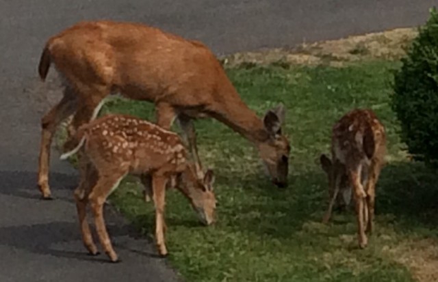 deer mum and kids