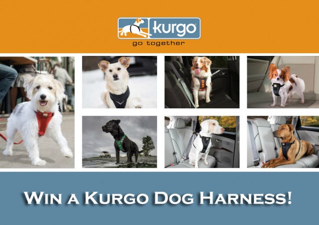 7 dogs pose for the kurgo jacket collage