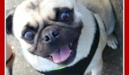 pause for love pug smiling