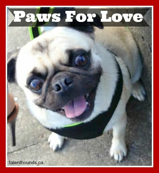 pause for love pug smiling
