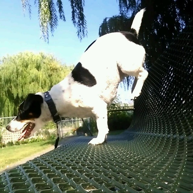 jack russell does a pawstand for tot