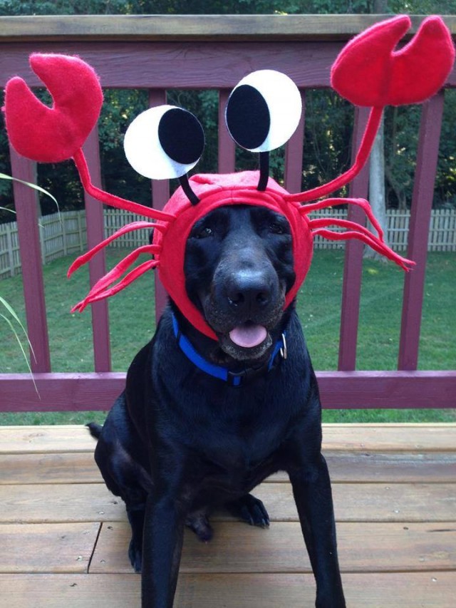 jack with crab hat on