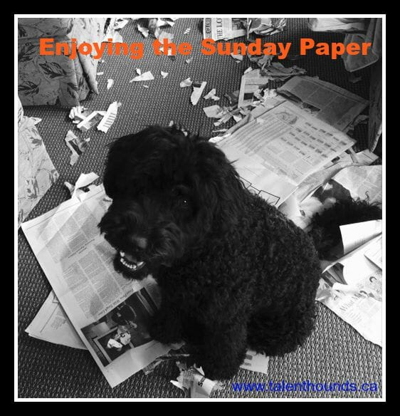 Buster and newspaper meme