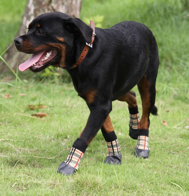 paw shoes safety