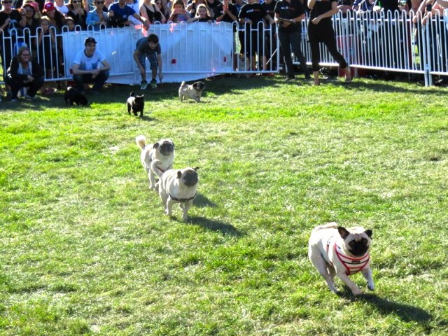 Pugs racing at Woofstock