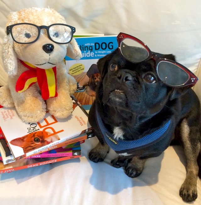 Plush Bocker Labradoodle and Kilo the Pug with books