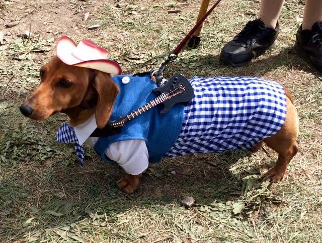 Daisy the dachshund dressed as a country and western singer