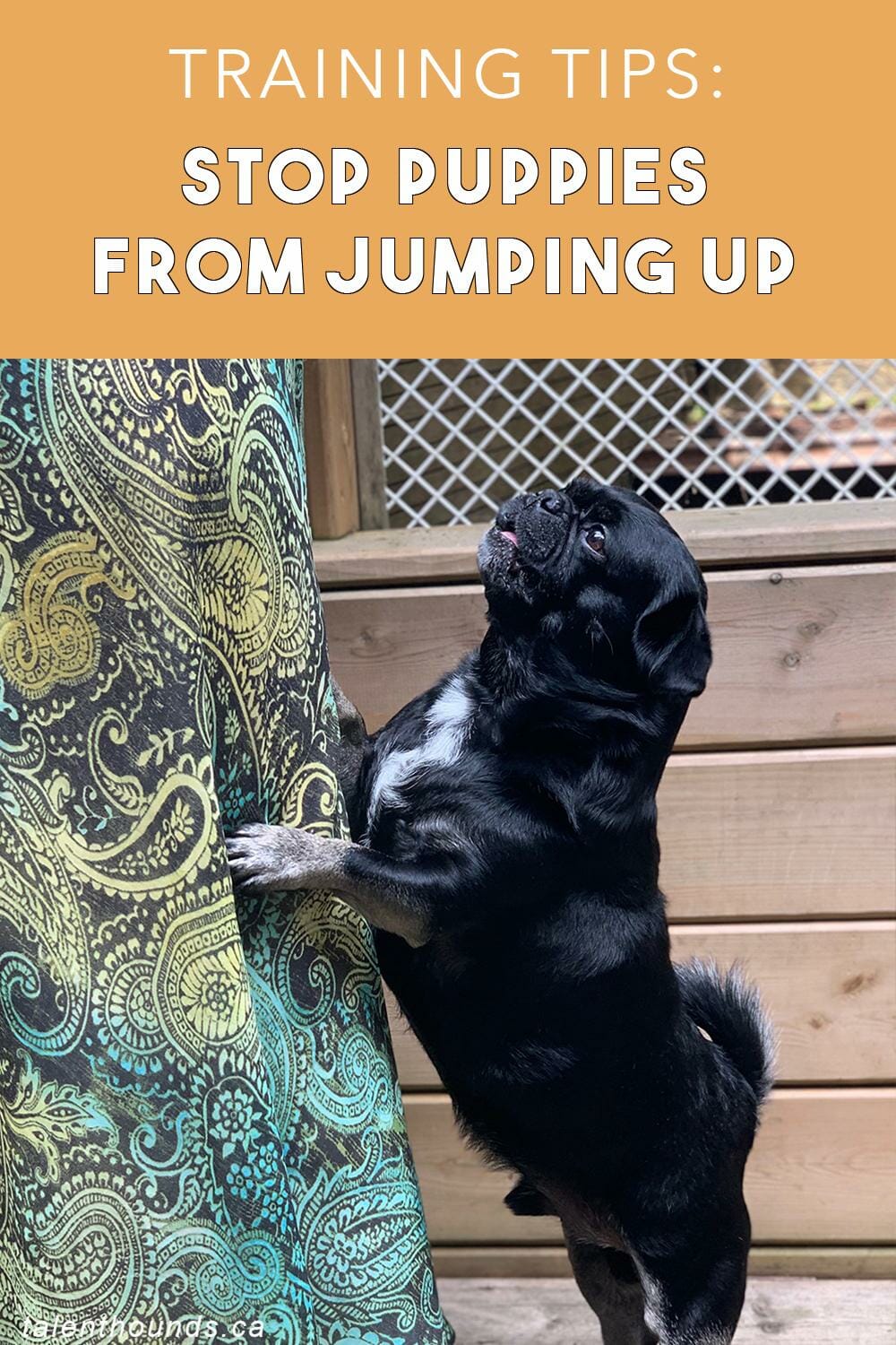How to Stop Puppies Jumping Up Puppy Training Tips. Talent Hounds