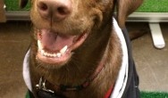 chocolate lab sitting