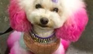 pink and white bichon frise