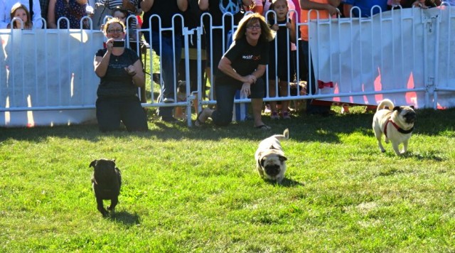 Pug race - 3 pugs running at Woofstock