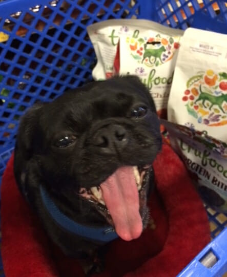 Kilo at PetSmart