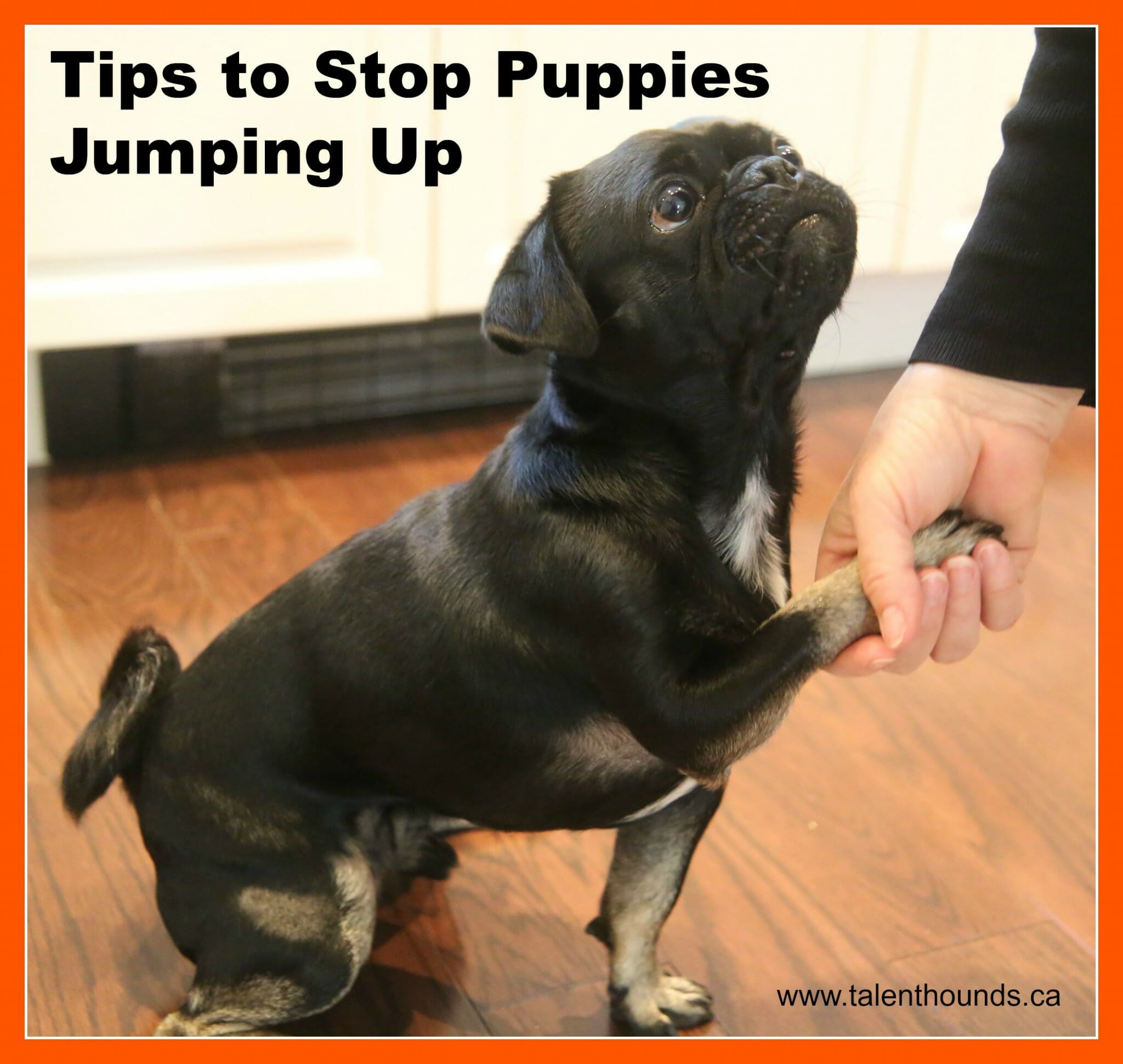 How to Stop Puppies Jumping Up Puppy Training Tips. Talent Hounds