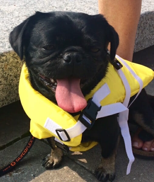 Kilo trying life jacket