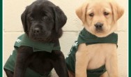 National Service Dog Month- lab puppies sit for camera