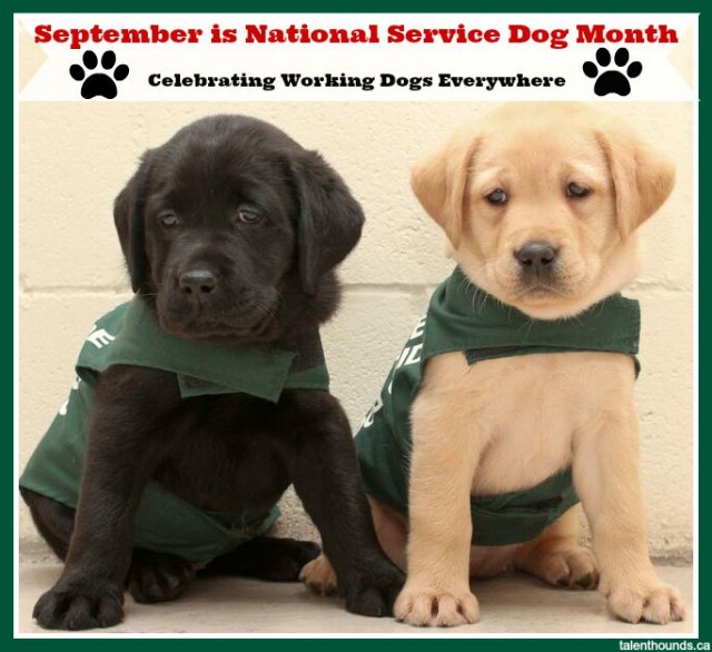 National Service Dog Month- lab puppies sit for camera