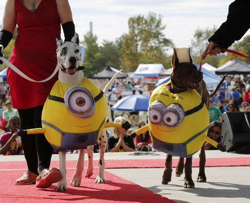 Great danes in Minion costumes