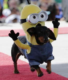 Crusoe in Minion Costume