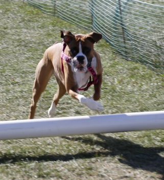 Boxer jumping on Dog Lovers Days Lure Course at Woofstock