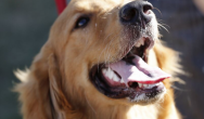 Golden Retriever smiling. Dog-friendly events happening this February!