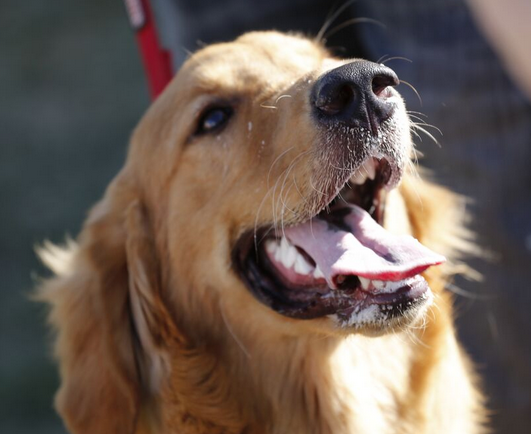 Golden Retriever smiling. Dog-friendly events happening this February!