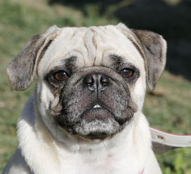 cute young fawn pug