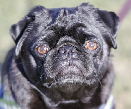 Gorgeous black pug face