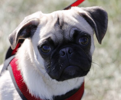 cute fawn pug in red harness