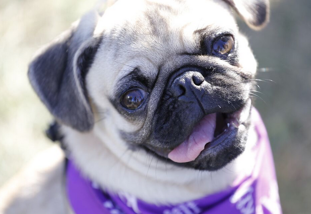 adorable pug head tilt at Woofstock