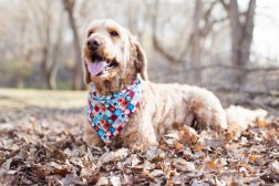 Spencer Doodle smiling in leaves