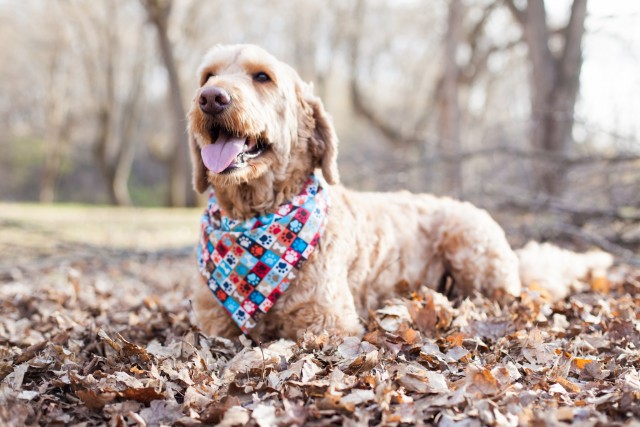 Spencer the GoldenDoodle smiling in leaves- rescues rock