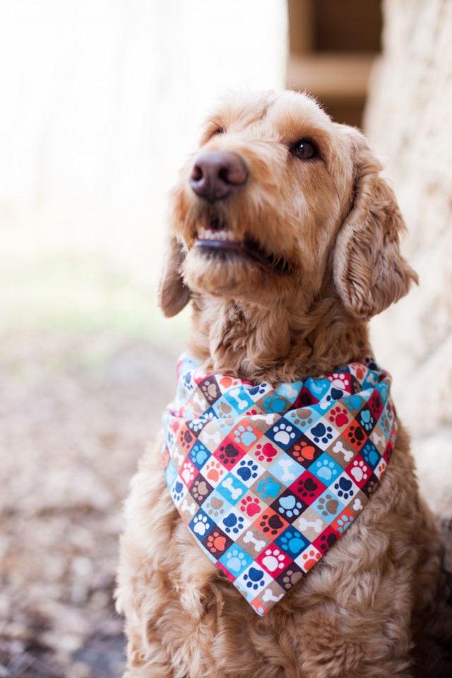 Spencer looking smart in Bandana