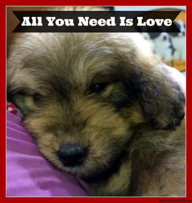 puppy snuggling on shoulder -all you need is love pin