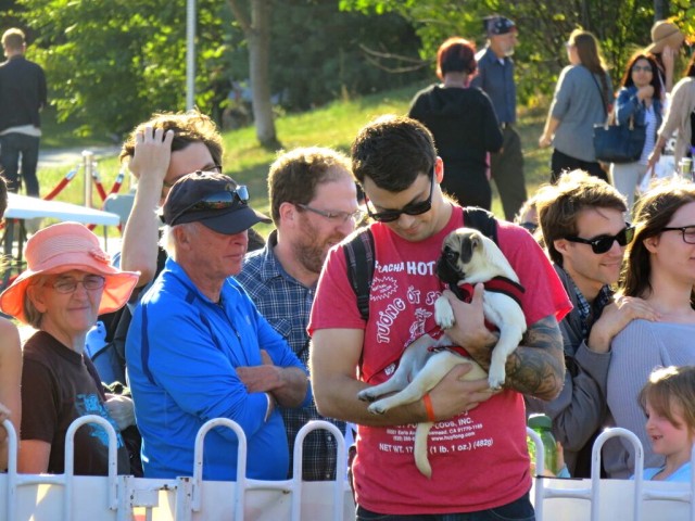 cute pug racer in arms