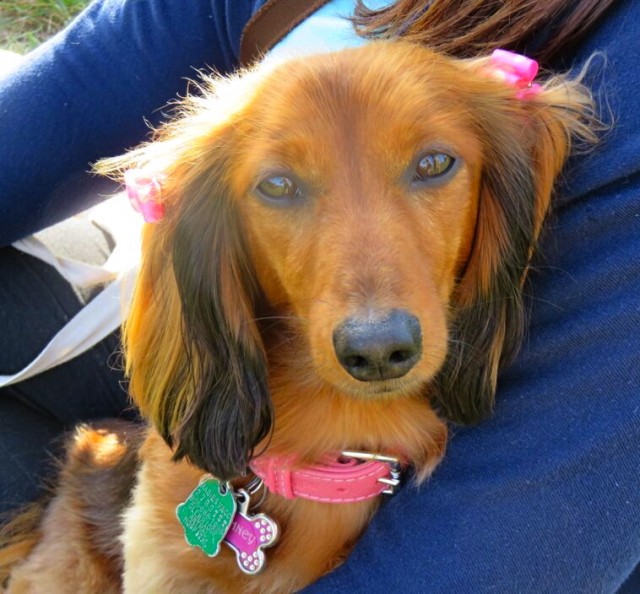beautiful wiener dog with pink ribbons