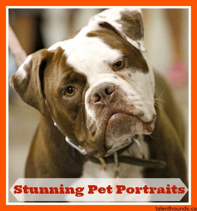 pet Portraits