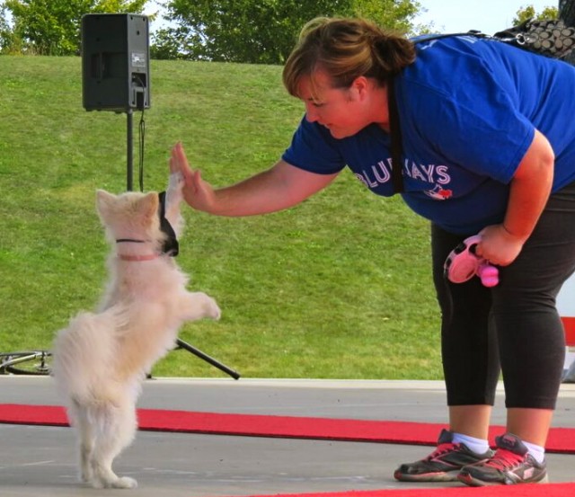 white dog giving a high-five 