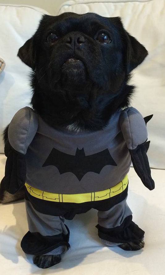 Kilo the Pug Dressed as Batman