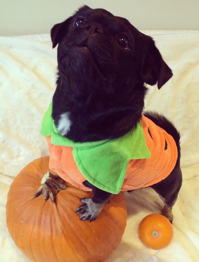 Kilo the Pug as a Pumpkin on a Pumpkin