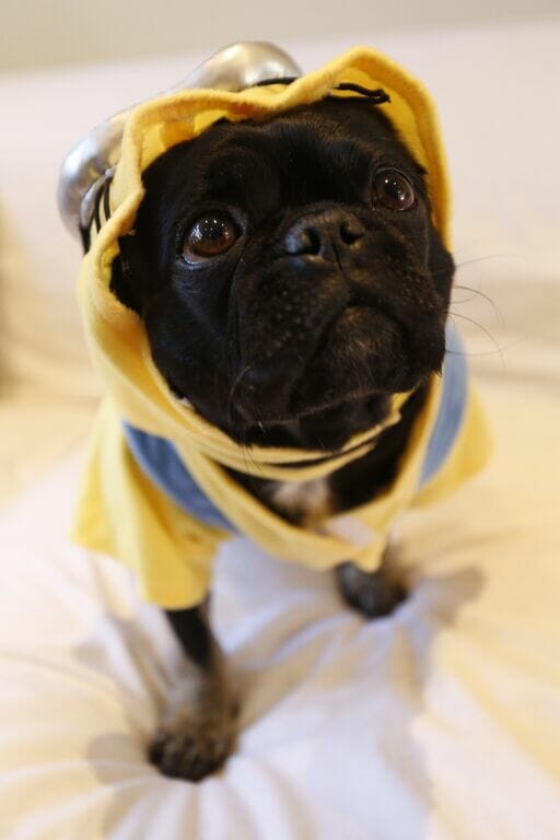 Kilo the Pug dressed as a minion