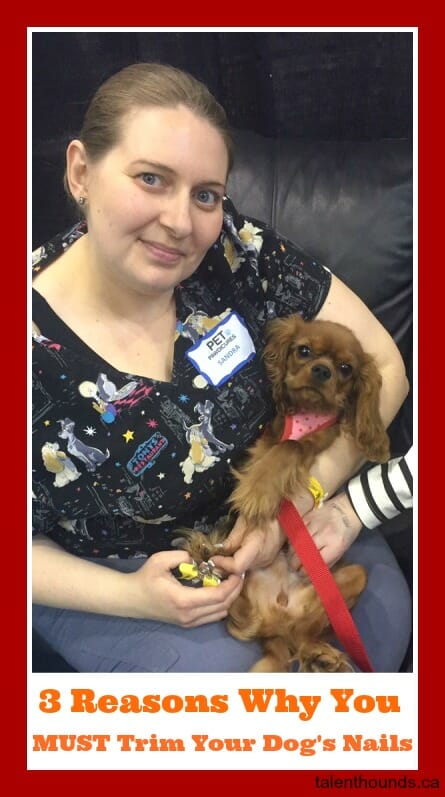 Cutting your dog's nails featuring expert groomer Sandra Gabriel