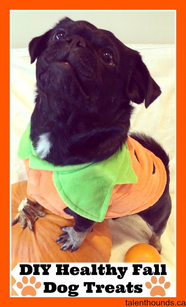 Kilo posing on a pumpkin waiting for delicious Apple, Pumpkin and Sweet Potato Homemade DogTreats- see the recipes here.