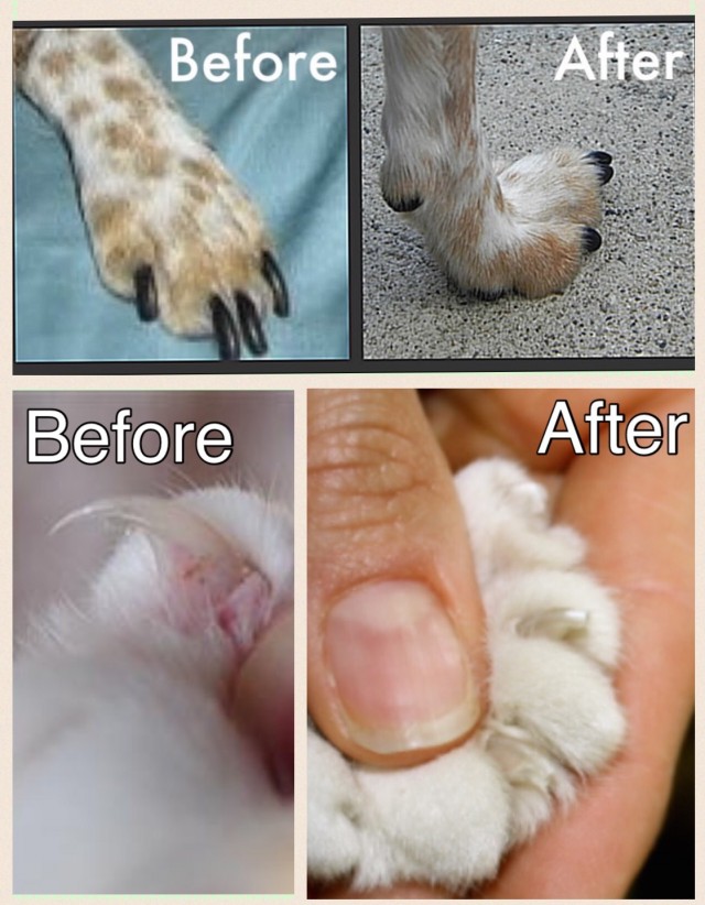 before and after pic of proper nail trimming for dogs