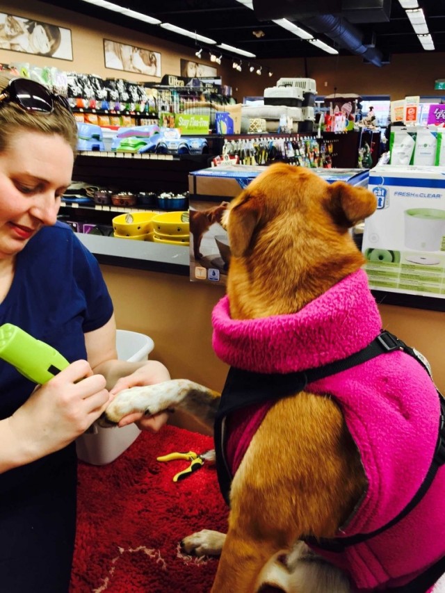 Sandra Gabriel trimming nails of dog in pink jacket