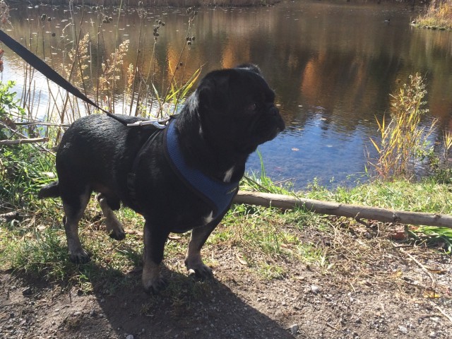 Kilo by pond