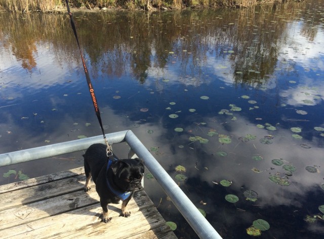 Kilo by the pond waiting