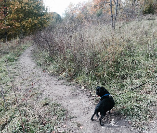 Kilo on the ravine hill