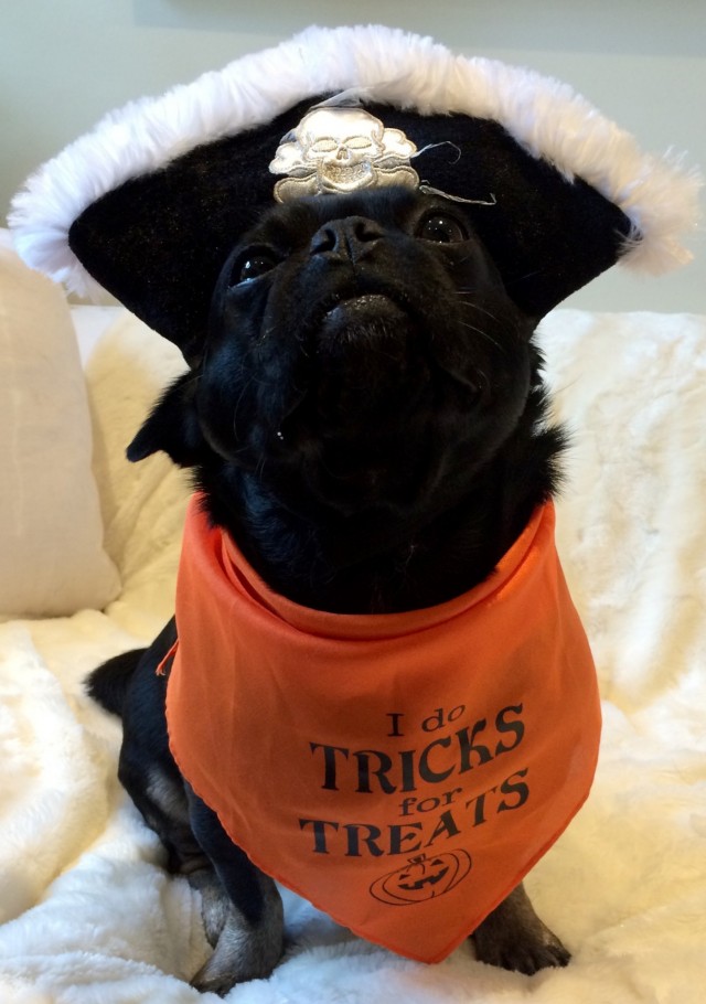 pugs halloween costumes