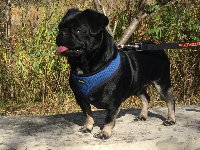 kilo pug hike